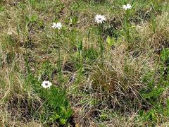 Callilepis laureola