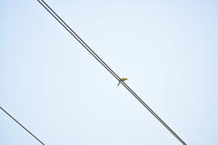 Merops orientalis
