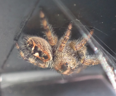 Phidippus audax