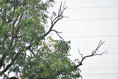 Halcyon smyrnensis