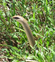 Rufous Beaked Snake photo 2