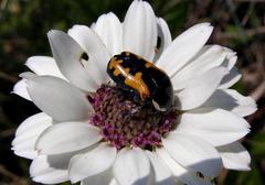 Phoxomela umbrosa