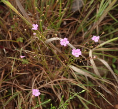 Agalinis decemloba