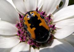 Phoxomela umbrosa