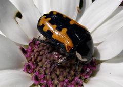 Phoxomela umbrosa