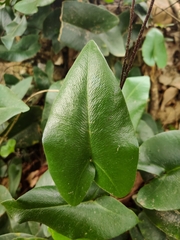 Mickelopteris cordata