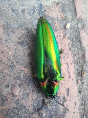 Chrysochroa rajah thailandica