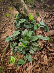 Mickelopteris cordata