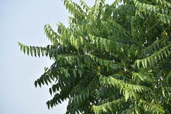 Ailanthus excelsa