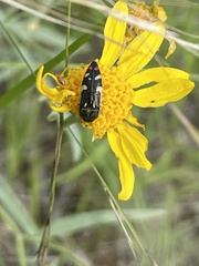 Acmaeodera amabilis