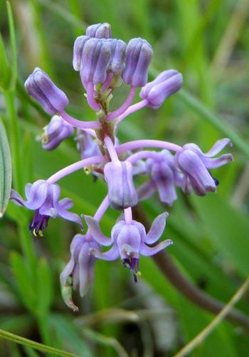 Ledebouria cooperi image