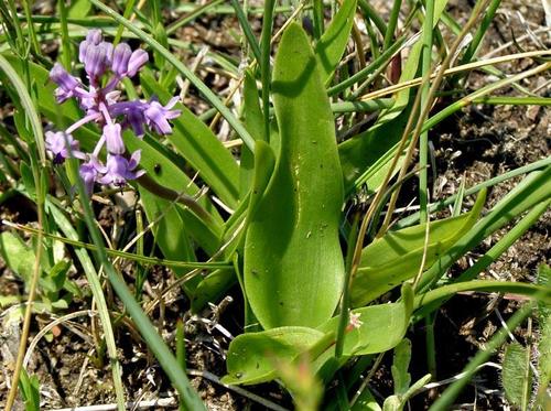 Ledebouria cooperi image