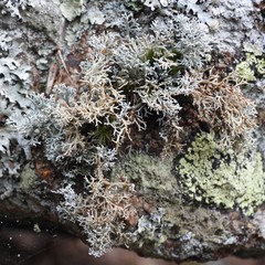 Sphaerophorus fragilis