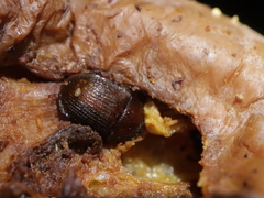 Stelidota geminata