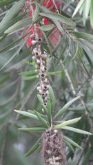 Melaleuca viminalis viminalis