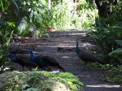 Pavo cristatus × muticus