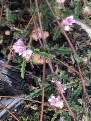 Androcalva pedleyi