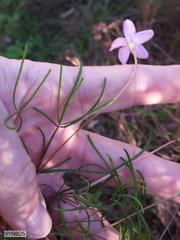 Oxalis polyphylla polyphylla