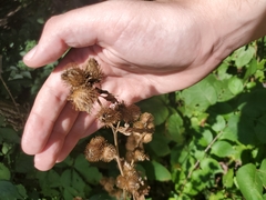 Arctium minus