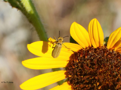 Epicauta ferruginea