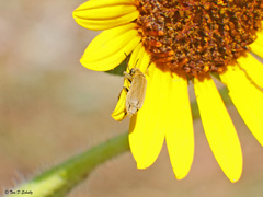 Epicauta ferruginea