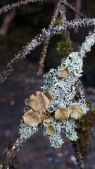 Hypogymnia lophyrea