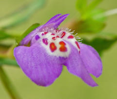 Mazus miquelii