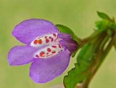 Mazus miquelii