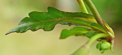 Mazus miquelii