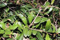 Acridocarpus natalitius natalitius