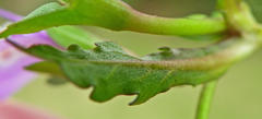 Mazus miquelii