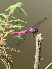 Orthemis ferruginea