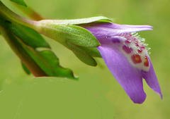 Mazus miquelii