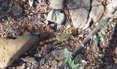 Parabuthus brevimanus