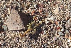 Parabuthus brevimanus