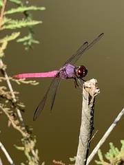 Orthemis ferruginea
