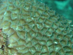 Paramontastraea peresi