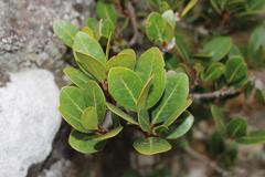 Apodytes abbottii