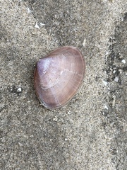 Mactra stultorum