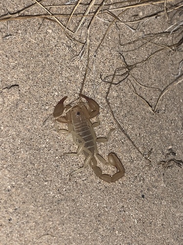 Paruroctonus shulovi