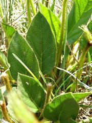 Vigna vexillata davyi