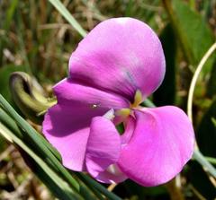 Vigna vexillata davyi