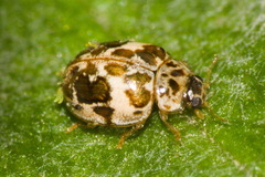 Psyllobora bicongregata