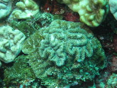 Gyrosmilia interrupta