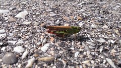 Chorthippus binotatus