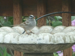 Zonotrichia leucophrys