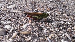 Chorthippus binotatus
