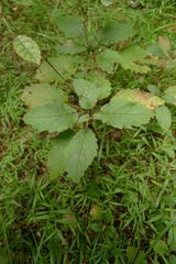 Jovellana sinclairii