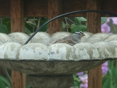 Zonotrichia leucophrys