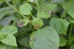 Oxyopidae